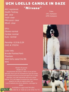 UKC Champion Stud  Listing Image