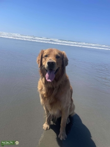 AKC Golden Retreiver  Listing Image