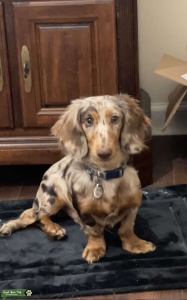 Chocolate Dapple Long Haired Miniature Dachshund Listing Image