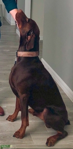 European Red Doberman - Working Line Listing Image