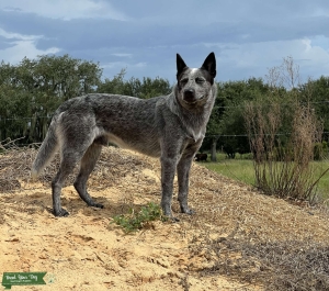 Blue/Red Heeler Stud Listing Image