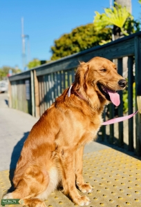 AKC Dark Golden Girl is looking for AKC Boy Listing Image