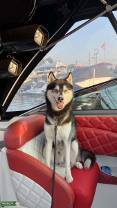 Pure Siberian Husky boy Listing Image