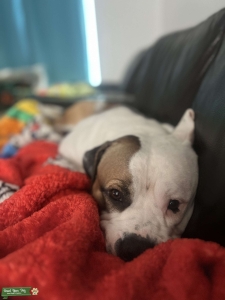American bulldog for stud  Listing Image