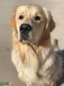 Handsome Golden Listing Image
