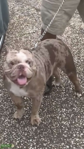 Merle English Bulldog Stud Listing Image