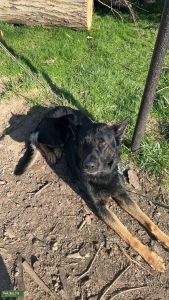 Purebred German Shepherd Listing Image