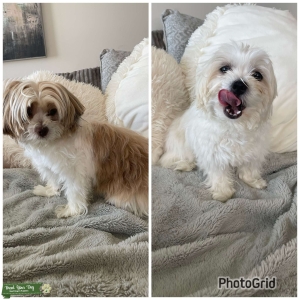 Malshi Studs - 1.5 years - White & Mixed colors Listing Image