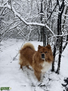 chow chow - mastiff (60Lbs)  Listing Image