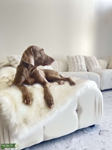 Silver full breed German Weimaraner  Listing Image