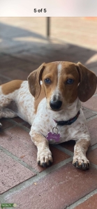 Looking for Daschund Mini Stud Listing Image