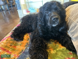 Black Cocker Spaniel Listing Image
