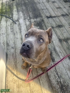 Bella needs a stud Listing Image