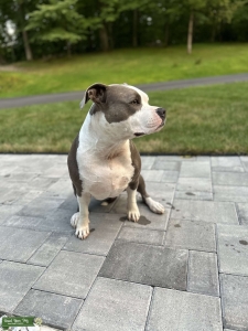 American Staffordshire Terrier Listing Image