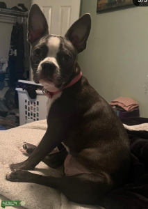 Boston terrier  Listing Image