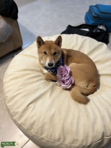 Red Male Shiba Inu Listing Image