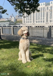 Standard Stud Poodle  Listing Image