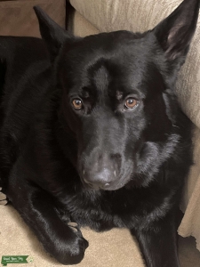 Black German Shepherd (puppy at heart) looking to mate. Listing Image