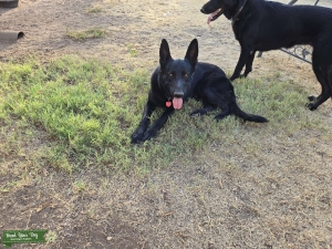 Stud AKC Registered German Shepard Listing Image