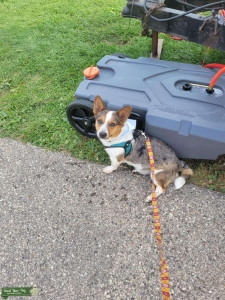 Cowboy Corgi Listing Image