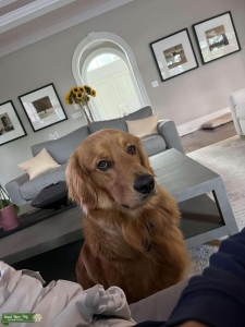 Golden Retriever Stud in Charlotte Area Listing Image