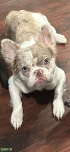 Isabella Lilac Fluffy French bull dog Listing Image