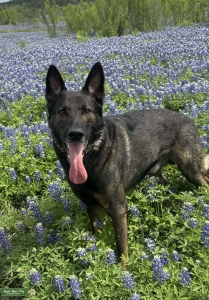 Sable German Shepard Listing Image