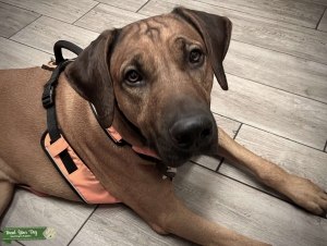 4 year old Rhodesian Ridgeback Listing Image