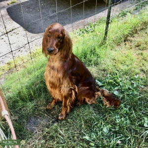 Handsome Irish Setter Listing Image