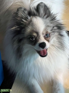 Ra Dog Listing Image
