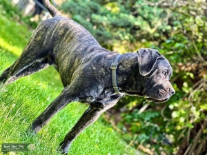Brindle purebred Cane Corso Listing Image