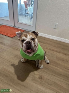 Male Merle English Bulldog Listing Image