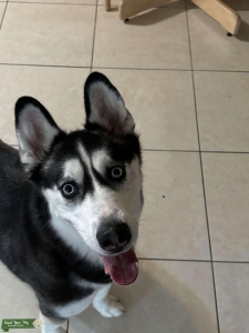 Pedigree Siberian Husky Listing Image