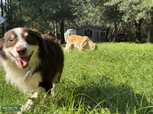 Australian Shepherd  Listing Image