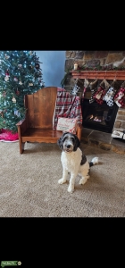 Newfypoo( Newfoundland/Poodle) Listing Image