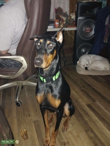 Doberman looking for Stud Listing Image
