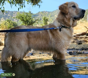AKC Golden Retriever Male (STUD) Listing Image
