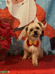 Blond  Shorkie  Listing Image