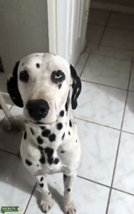 Dalmatian Listing Image