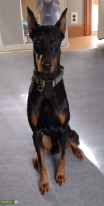 Doberman Stud for Hire Listing Image