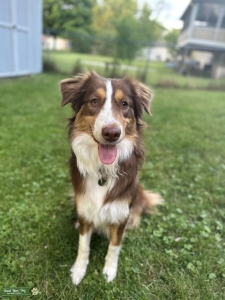 Female Red Tri Looking for Stud Listing Image