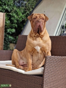 Neo x dog de bordex Listing Image