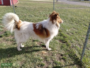 Handsome Rough Collie Stud Listing Image