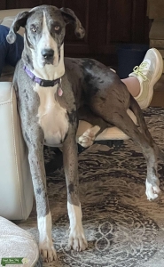Merle Female Needs A BF Listing Image