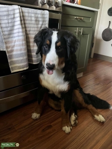 Bernese mountain dog Listing Image