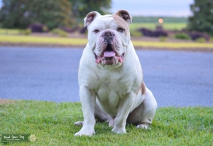 Olde English Bulldogge Stud Listing Image