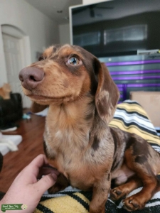 Dapple Stud Dachsund Available Listing Image