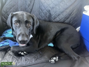 AKC Certified Labrador Retriever Listing Image