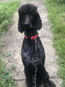 AKC poodle stud  Listing Image