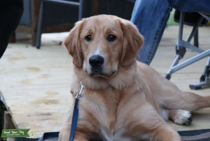 Golden Retriever  Listing Image